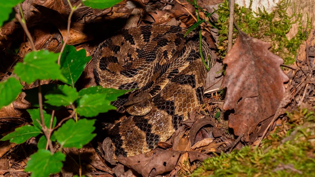 Peaceful Tennessee Hike Turns Deadly After Timber Rattlesnake Bite